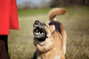 Dog about to attack a person outside