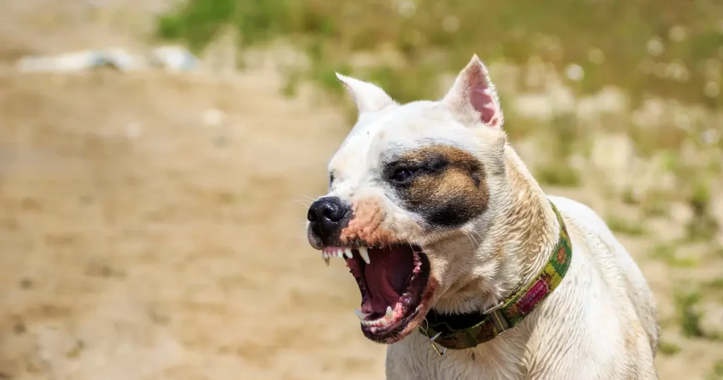 Current image: white pit bull baring teeth angrily