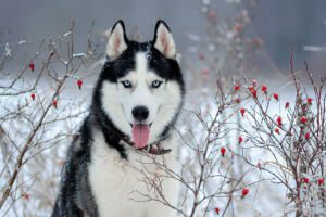 siberian husky in distance