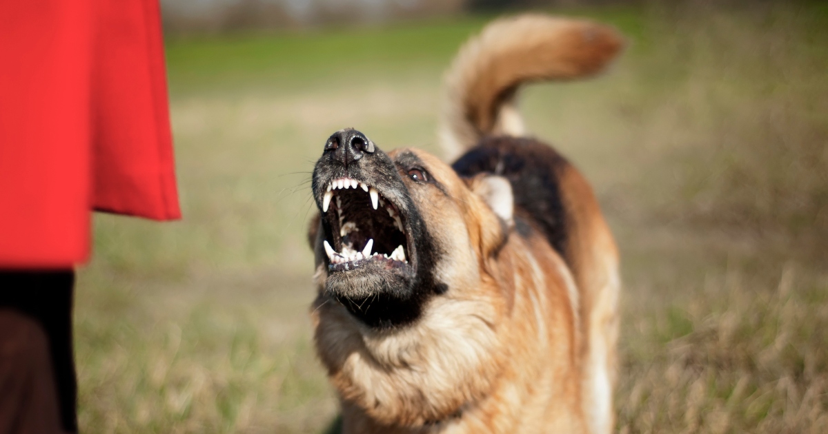 What Are My Legal Options if I Was Bitten By a Dog at Work in Minneapolis?